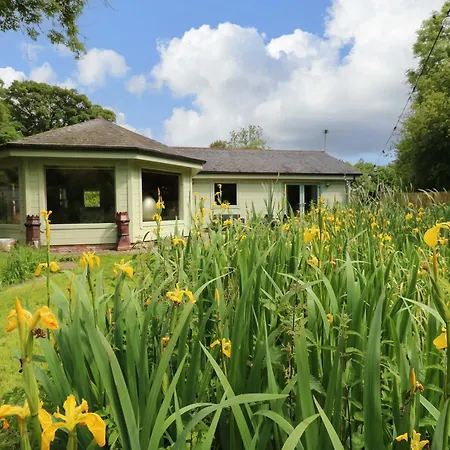 Bulrush